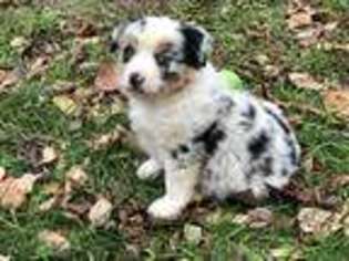 Miniature Australian Shepherd Puppy for sale in Fayette, MO, USA