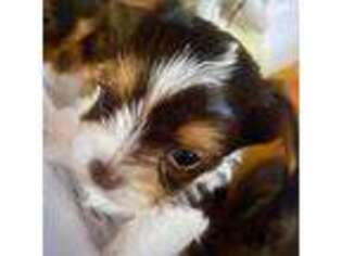 Yorkshire Terrier Puppy for sale in Ridgeville, SC, USA