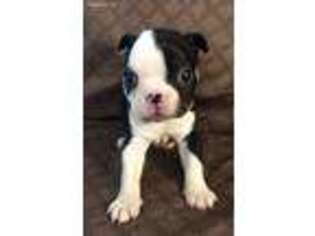 Boston Terrier Puppy for sale in Madison, FL, USA