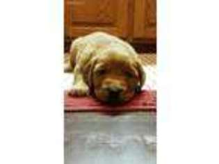 Golden Retriever Puppy for sale in Deer River, MN, USA