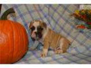 Bulldog Puppy for sale in Williamsport, PA, USA