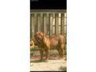 American Bull Dogue De Bordeaux Puppy for sale in Alvin, TX, USA