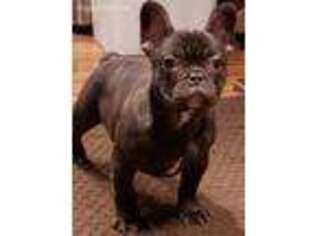 French Bulldog Puppy for sale in White City, OR, USA