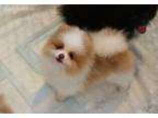Pomeranian Puppy for sale in Forked River, NJ, USA