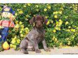 German Shorthaired Pointer Puppy for sale in Strasburg, PA, USA