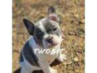 French Bulldog Puppy for sale in Rock Island, TN, USA