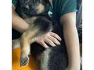 German Shepherd Dog Puppy for sale in Scranton, PA, USA