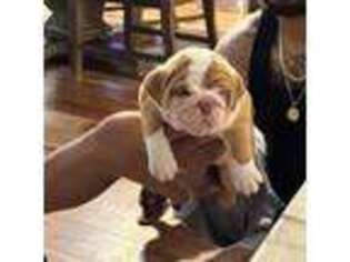 Bulldog Puppy for sale in Chester, VA, USA