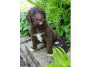 Labradoodle Puppy for sale in New Enterprise, PA, USA