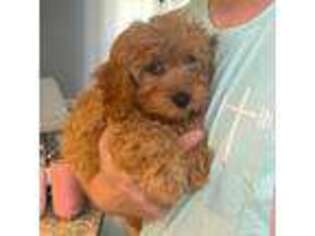 Cavapoo Puppy for sale in Danville, KY, USA
