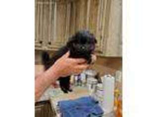 Pomeranian Puppy for sale in Linville, VA, USA