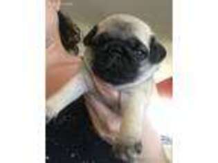 Pug Puppy for sale in Pensacola, FL, USA