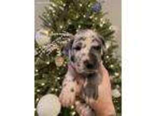 Great Dane Puppy for sale in Dunn, NC, USA