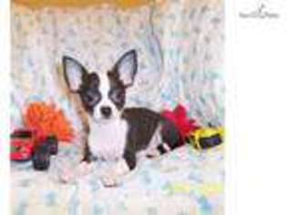 Chihuahua Puppy for sale in Dothan, AL, USA