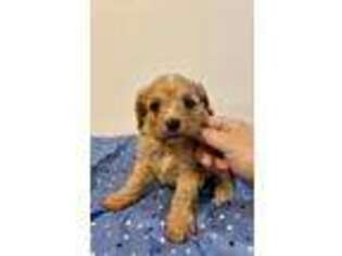 Cavapoo Puppy for sale in Goliad, TX, USA
