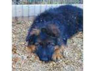 German Shepherd Dog Puppy for sale in Melba, ID, USA