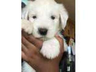 Old English Sheepdog Puppy for sale in Bryant, IN, USA