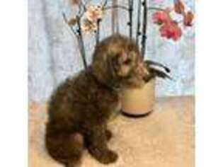 Bedlington Terrier Puppy for sale in Vancouver, WA, USA