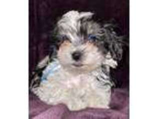 Maltese Puppy for sale in Admire, KS, USA