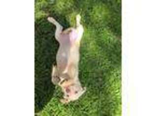 Labrador Retriever Puppy for sale in Keithville, LA, USA