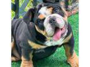 Bulldog Puppy for sale in Apex, NC, USA