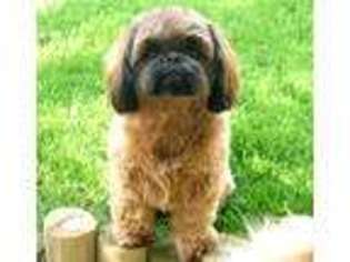 Mutt Puppy for sale in Chesterton, IN, USA