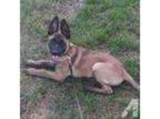 Belgian Malinois Puppy for sale in MANTECA, CA, USA