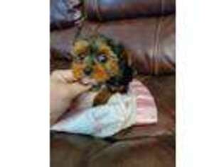 Yorkshire Terrier Puppy for sale in Boston, MA, USA