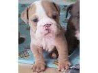 Bulldog Puppy for sale in Kingsport, TN, USA