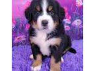 Bernese Mountain Dog Puppy for sale in Detroit, MI, USA