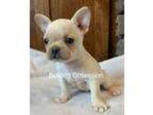 French Bulldog Puppy for sale in Sibley, IA, USA