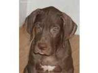 Great Dane Puppy for sale in Luther, OK, USA