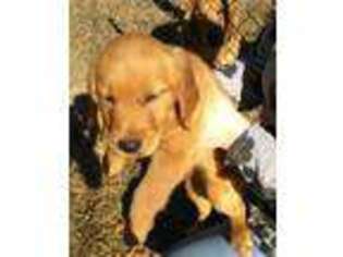 Golden Retriever Puppy for sale in Lizella, GA, USA
