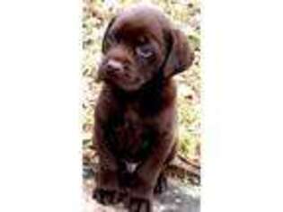 Labrador Retriever Puppy for sale in Mechanicsville, VA, USA