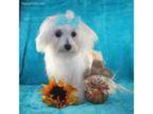 Maltese Puppy for sale in Meridian, MS, USA
