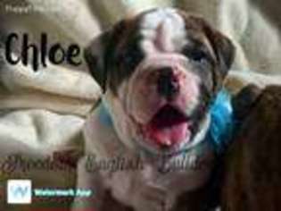 Bulldog Puppy for sale in Muskogee, OK, USA