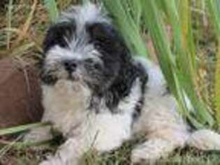 Havanese Puppy for sale in Harrison, AR, USA