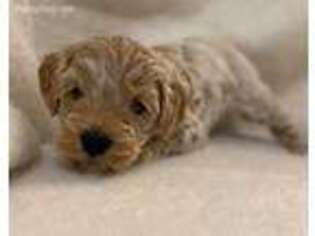 Goldendoodle Puppy for sale in Colgate, WI, USA