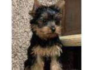 Yorkshire Terrier Puppy for sale in Blue Ridge, GA, USA