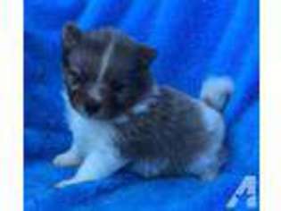 Pomeranian Puppy for sale in VAN, TX, USA