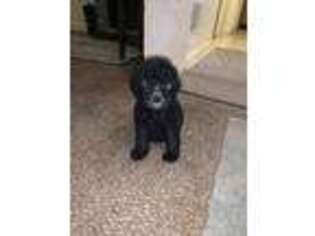 Labradoodle Puppy for sale in Belen, NM, USA
