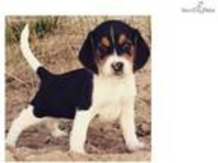 Beagle Puppy for sale in Jackson, MI, USA