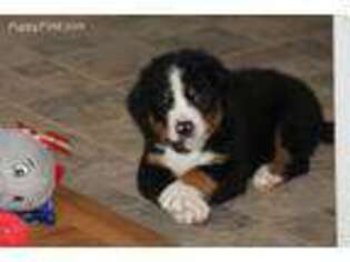 Bernese Mountain Dog Puppy for sale in Winona, MN, USA