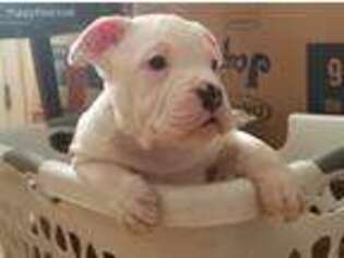 Olde English Bulldogge Puppy for sale in East Stroudsburg, PA, USA