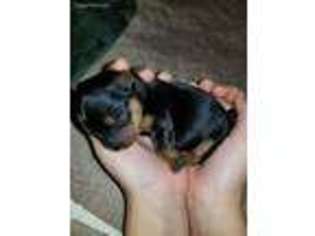 Yorkshire Terrier Puppy for sale in Stroudsburg, PA, USA