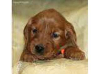 Golden Retriever Puppy for sale in Madison, IN, USA