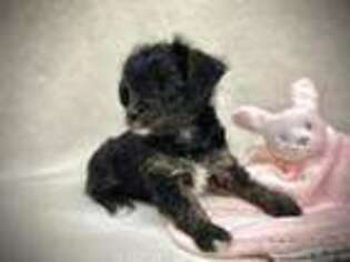 Yorkshire Terrier Puppy for sale in Nazareth, PA, USA