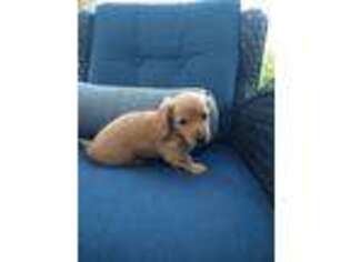 Dachshund Puppy for sale in Interlochen, MI, USA