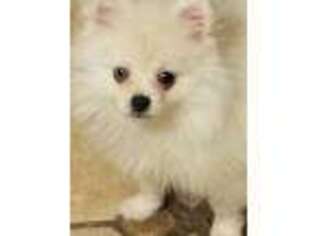 Pomeranian Puppy for sale in Amherst, WI, USA