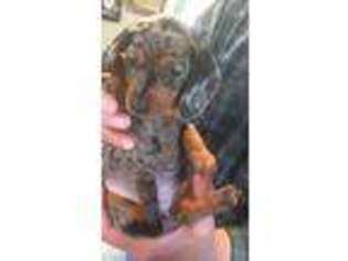 Dachshund Puppy for sale in Brookings, SD, USA